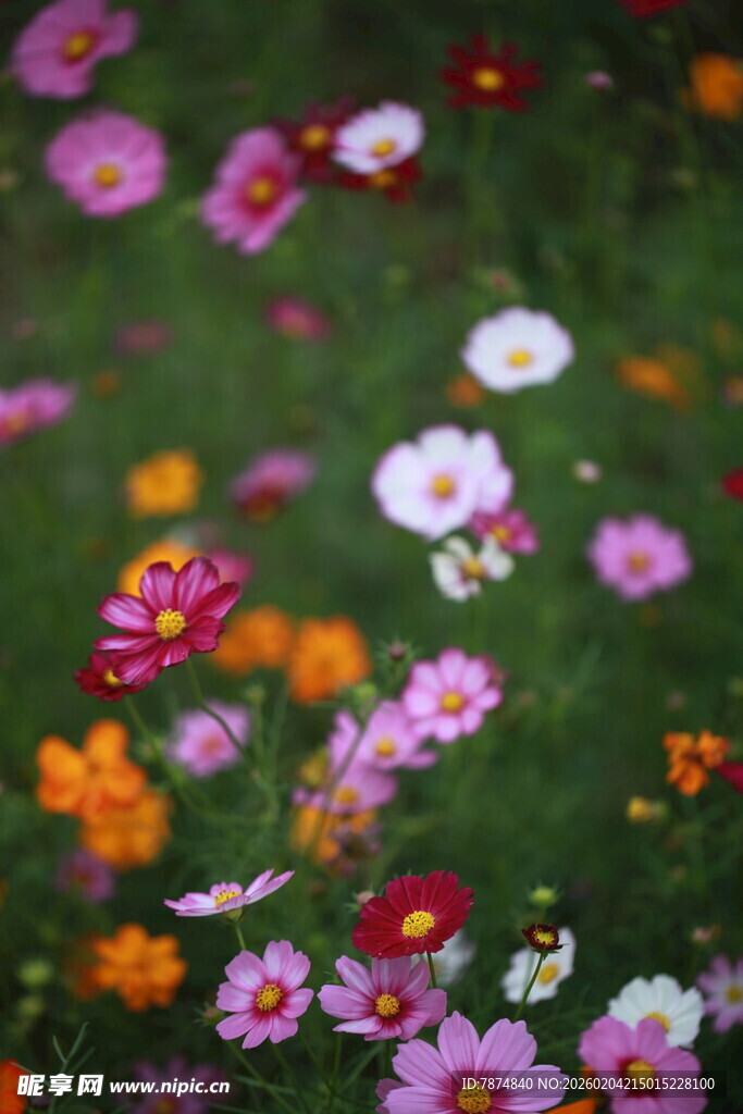 多彩烂漫花卉绽放画面