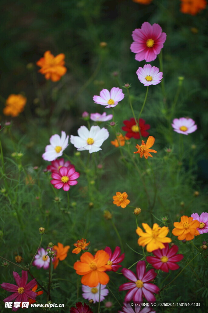 多彩野花绽放于绿草地