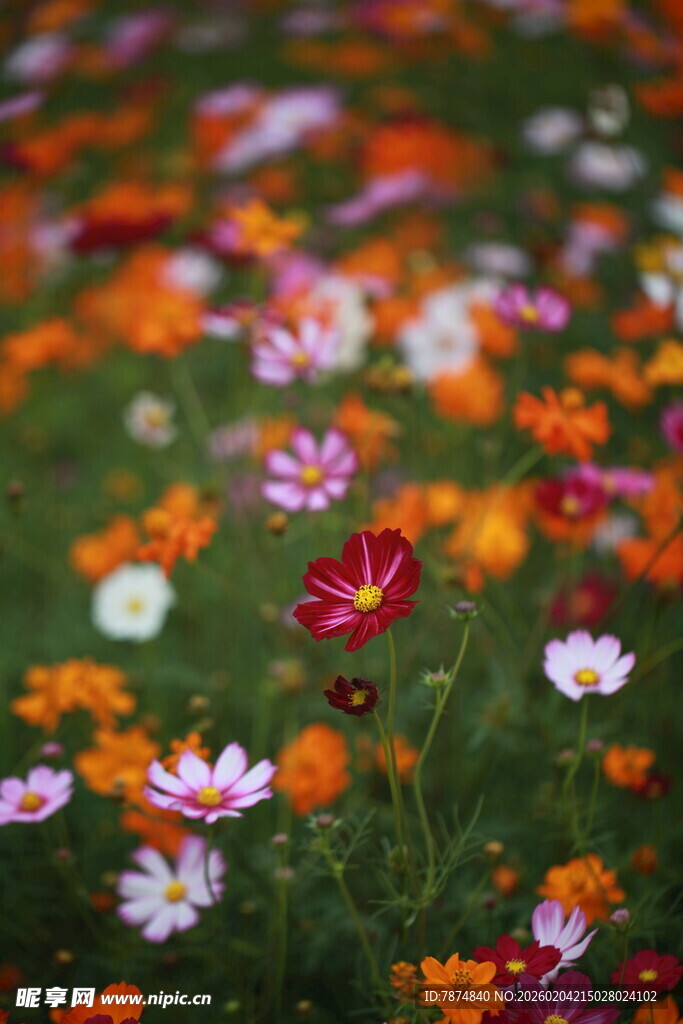 缤纷野花绽放于翠绿草地