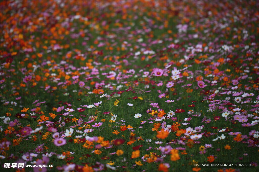 缤纷花海绽放绚丽色彩