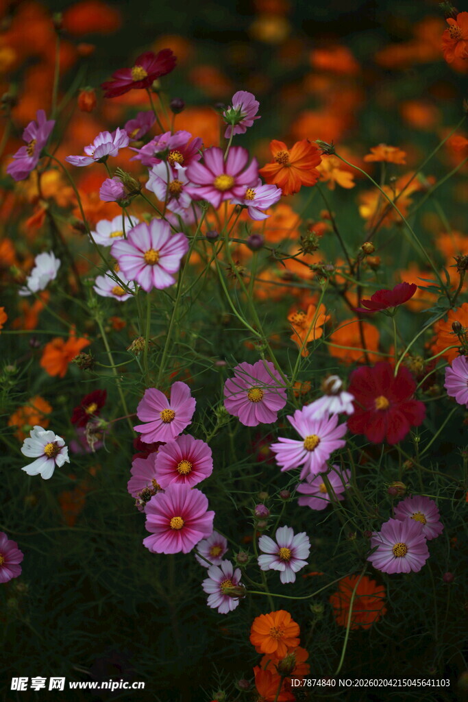 多彩烂漫花卉绽放画面