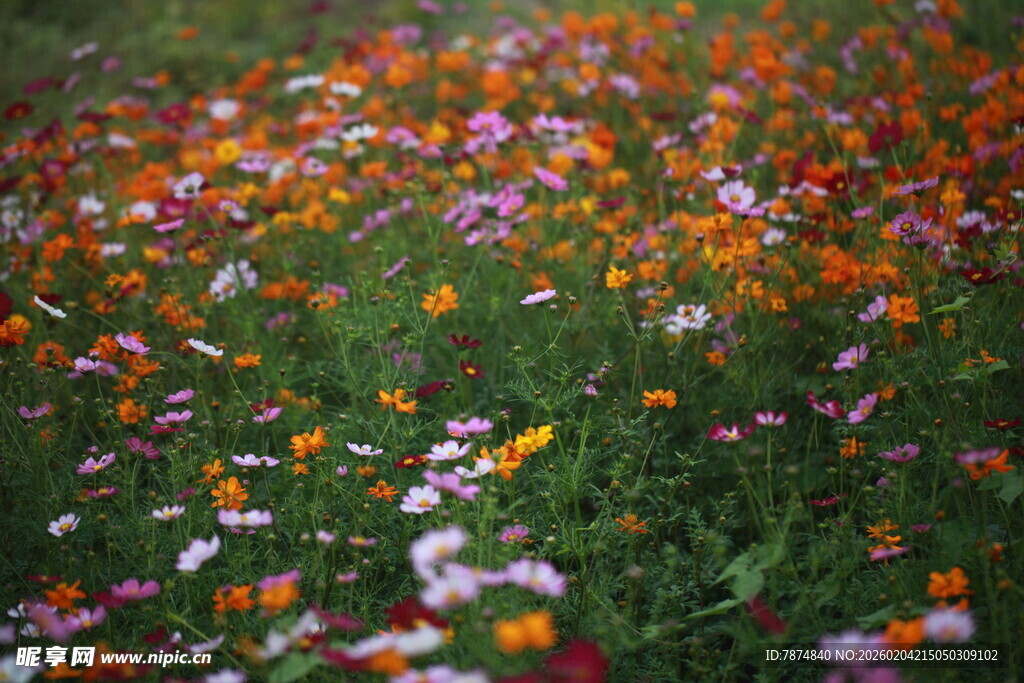 缤纷花海绽放自然之美