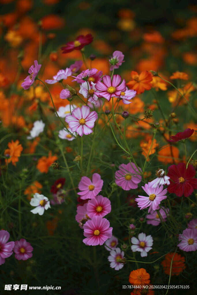 多彩花卉绽放的美丽景象