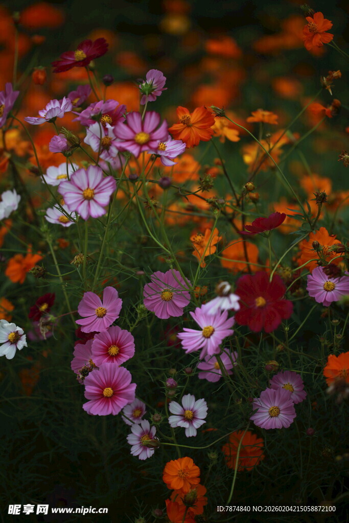 多彩花卉绽放的美丽景象