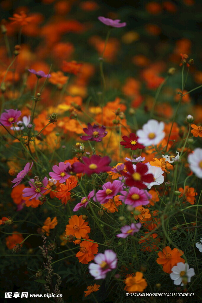 多彩缤纷的花卉盛放场景