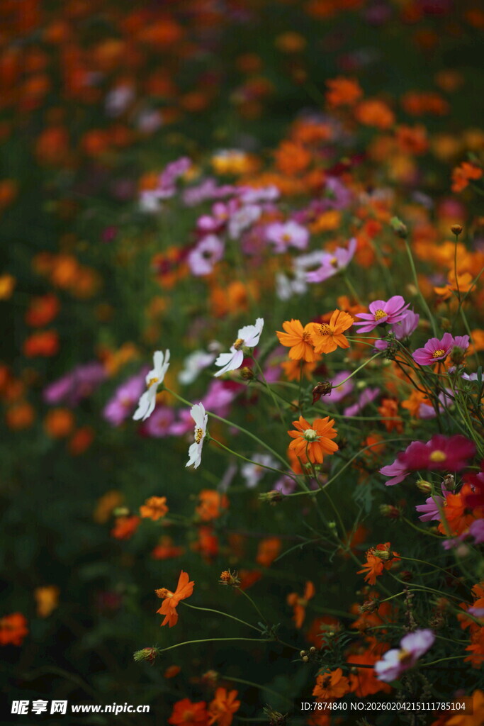 多彩野花绽放于自然间