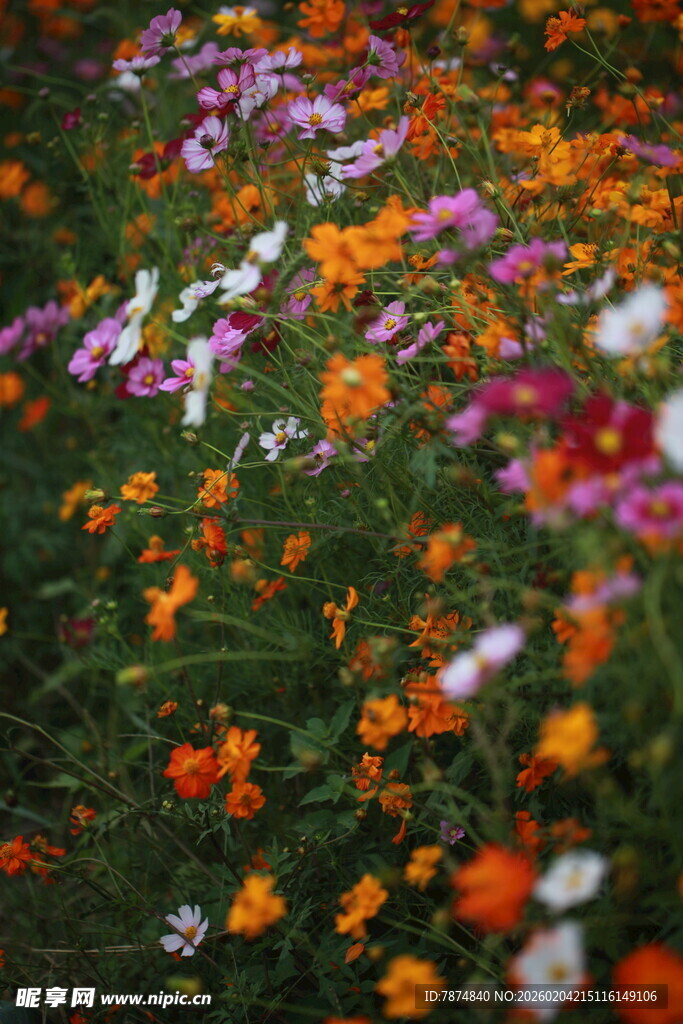 多彩花卉绽放美丽花田