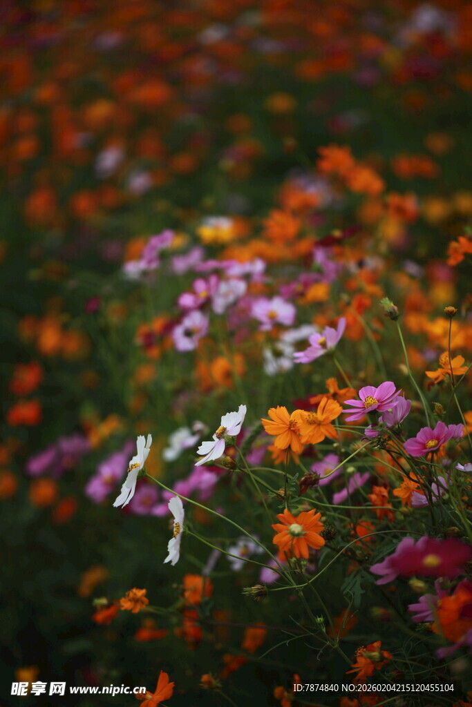 多彩花卉绽放的美丽景致