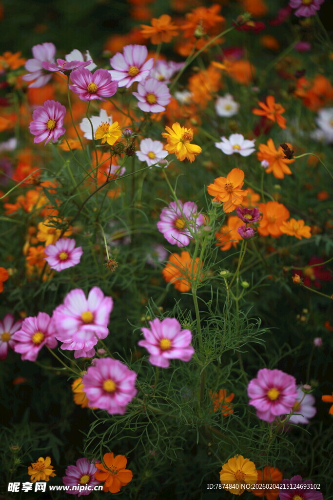 多彩格桑花绽放的美景