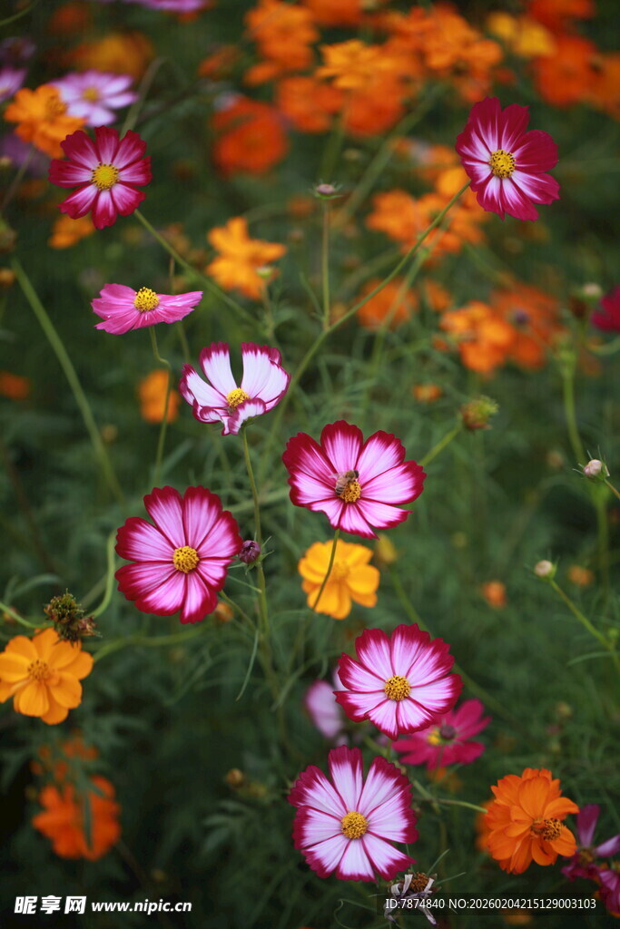 多彩花卉绽放美丽瞬间