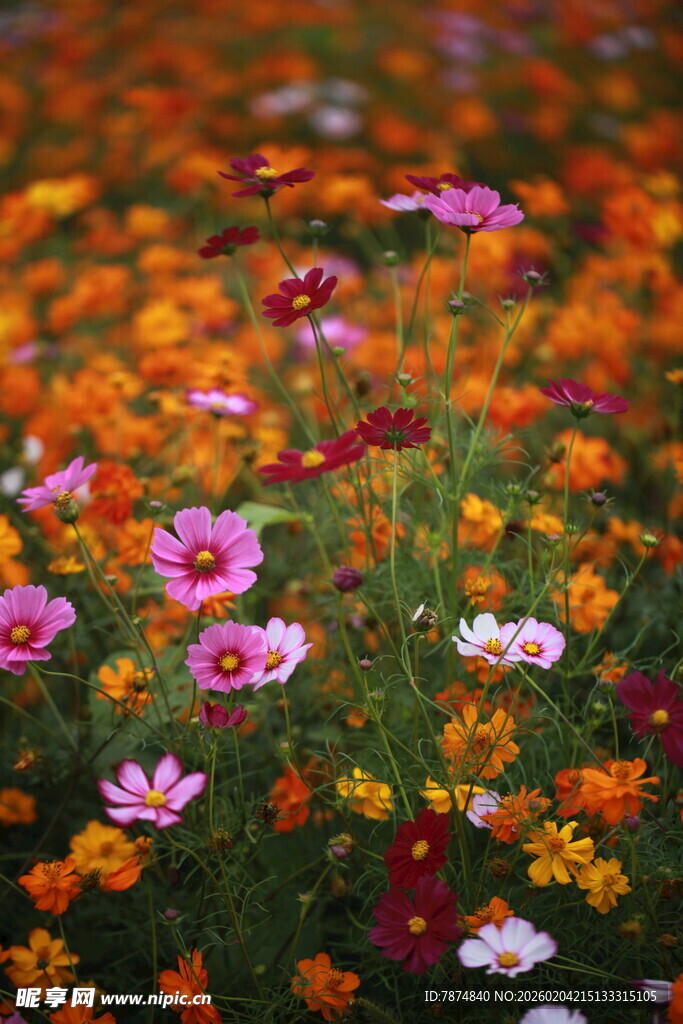 缤纷花海 绽放绚烂色彩