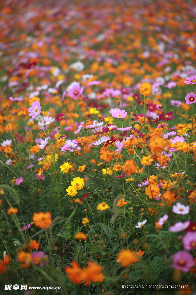 五彩斑斓的花海世界