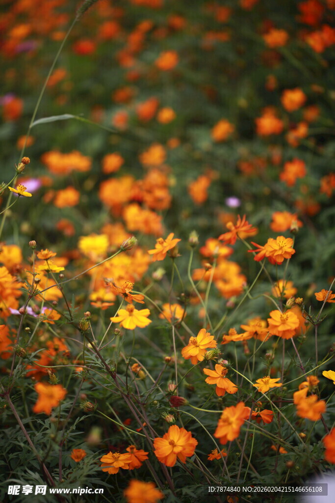 缤纷野花绽放于翠绿草地