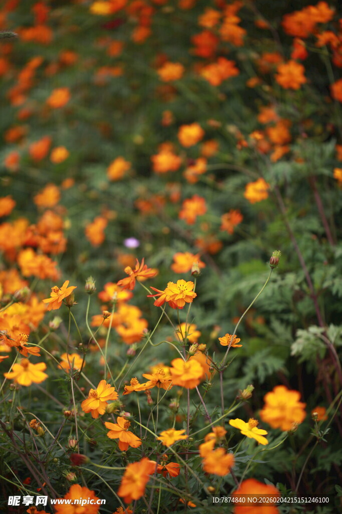 橙色花海绽放生机