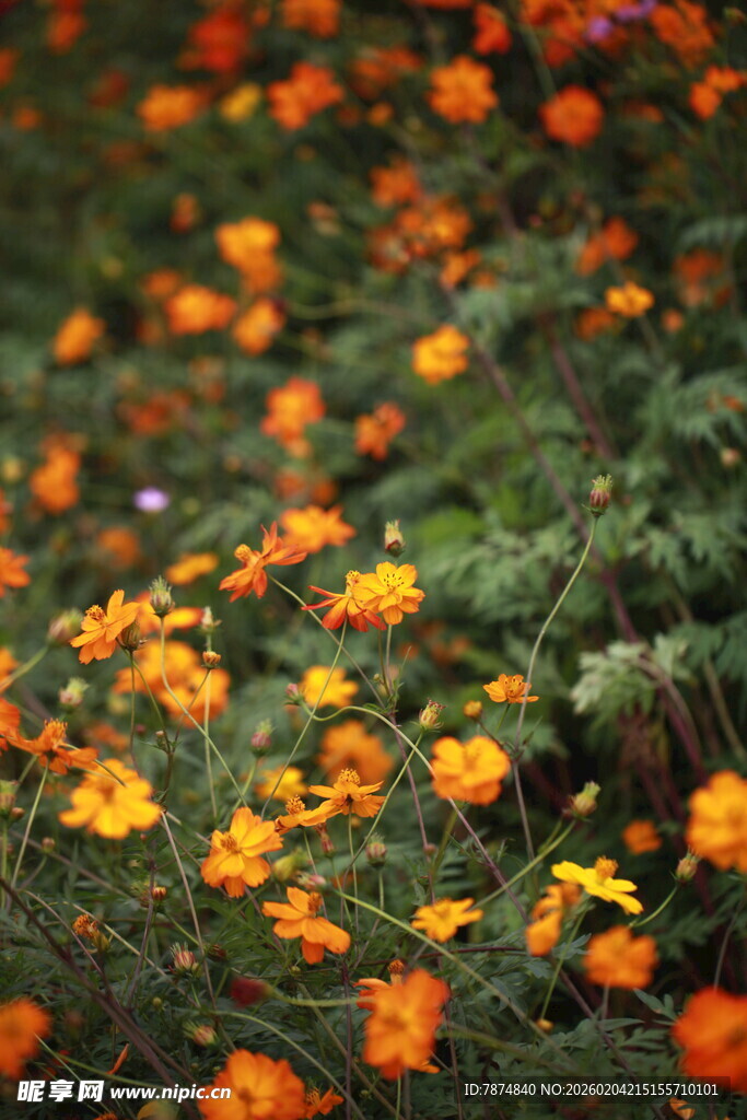 橙色小花绽放于绿丛中