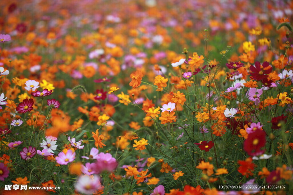 五彩斑斓的绚烂花海
