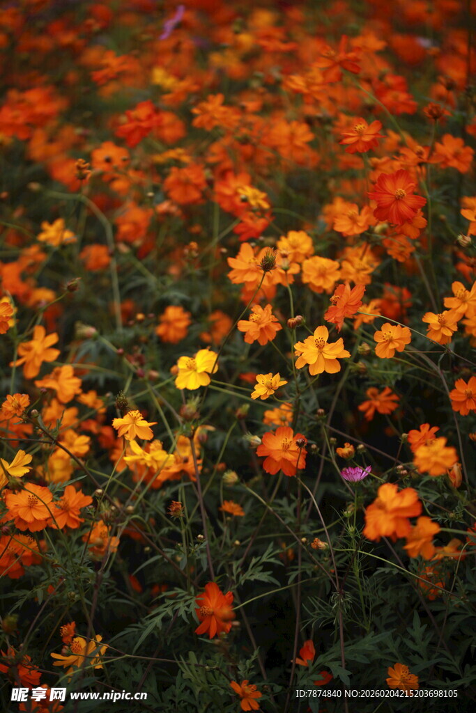 绚烂花海绽放迷人色彩