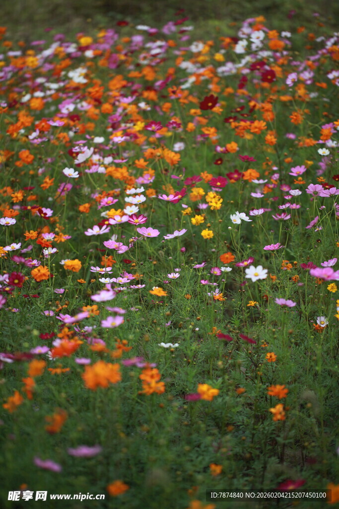 缤纷花海铺满翠绿草地