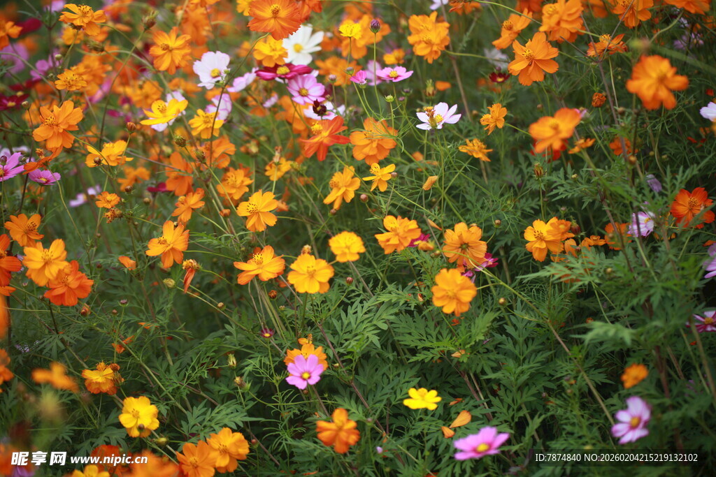 多彩花卉绽放的美丽景象