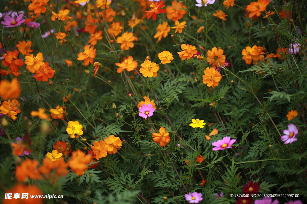 多彩野花绽放的美丽图景