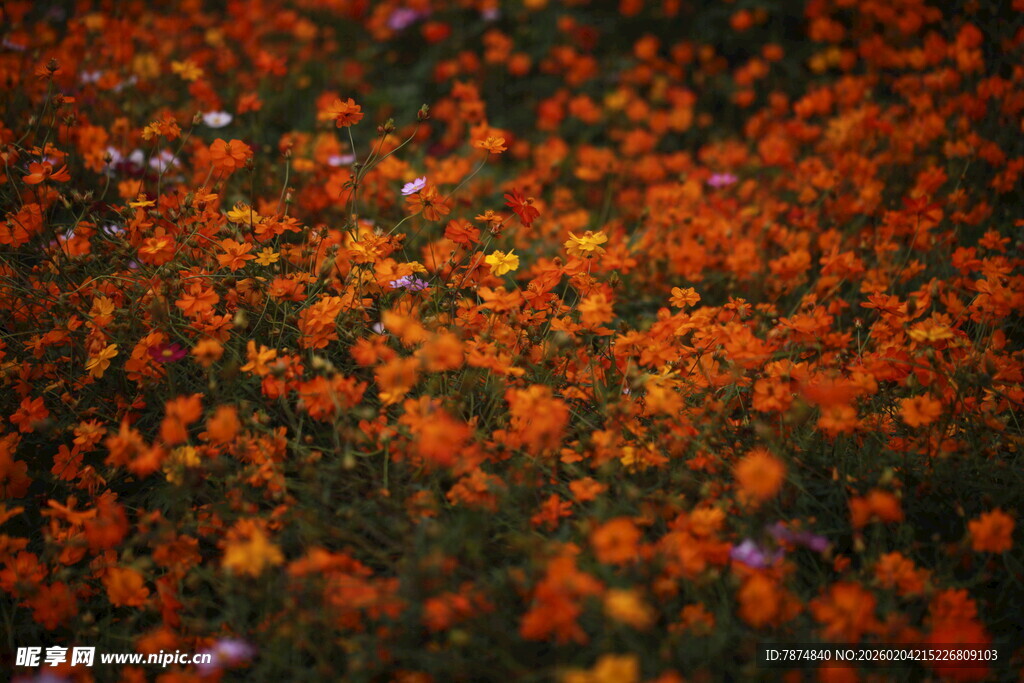 地面洒落缤纷多彩花瓣