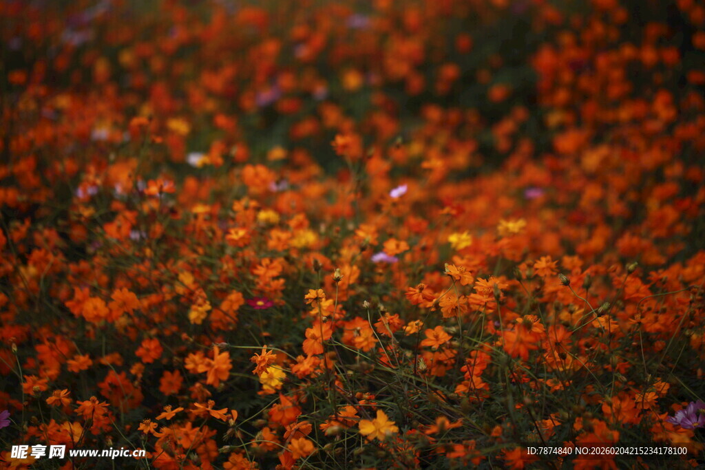 秋日落叶铺就绚丽地面