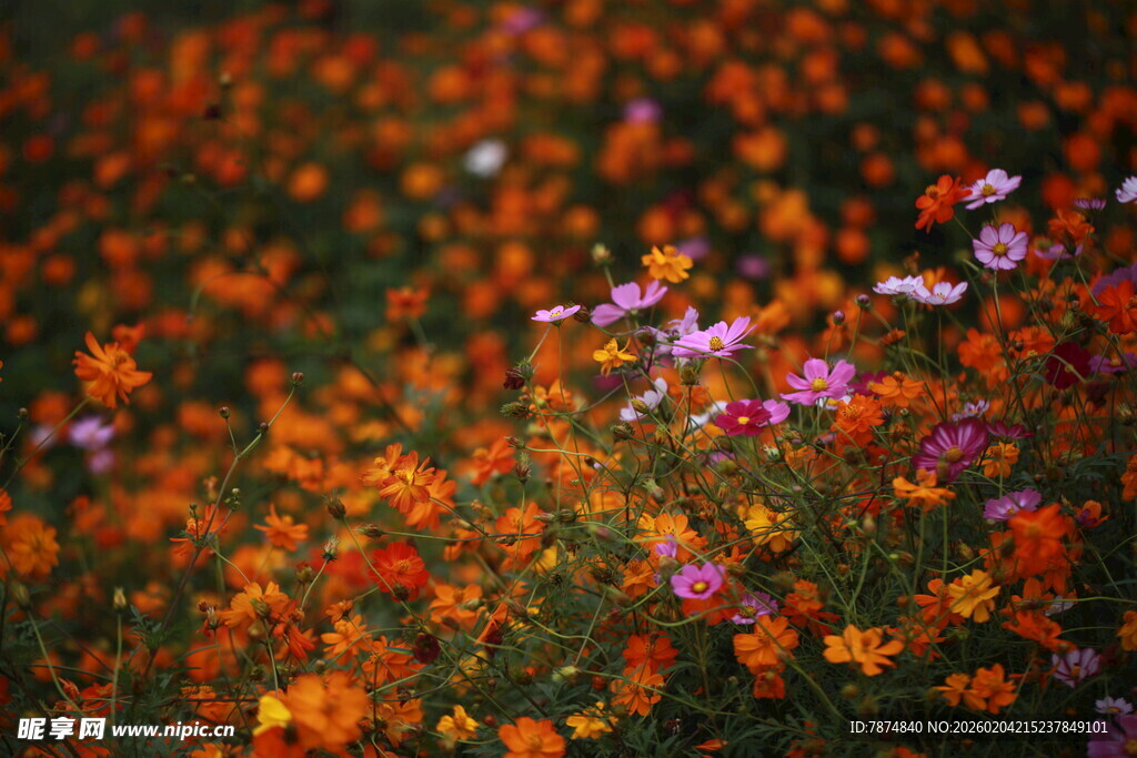 绚烂花海绽放多彩魅力