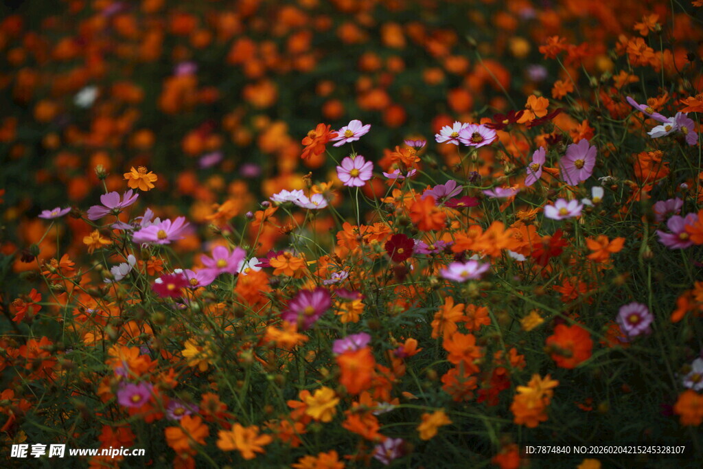 多彩野花绽放的美丽景象