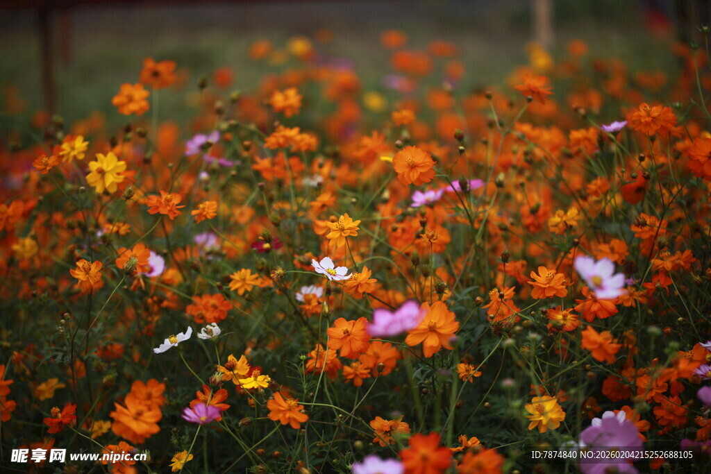 多彩花卉绽放的美丽景致
