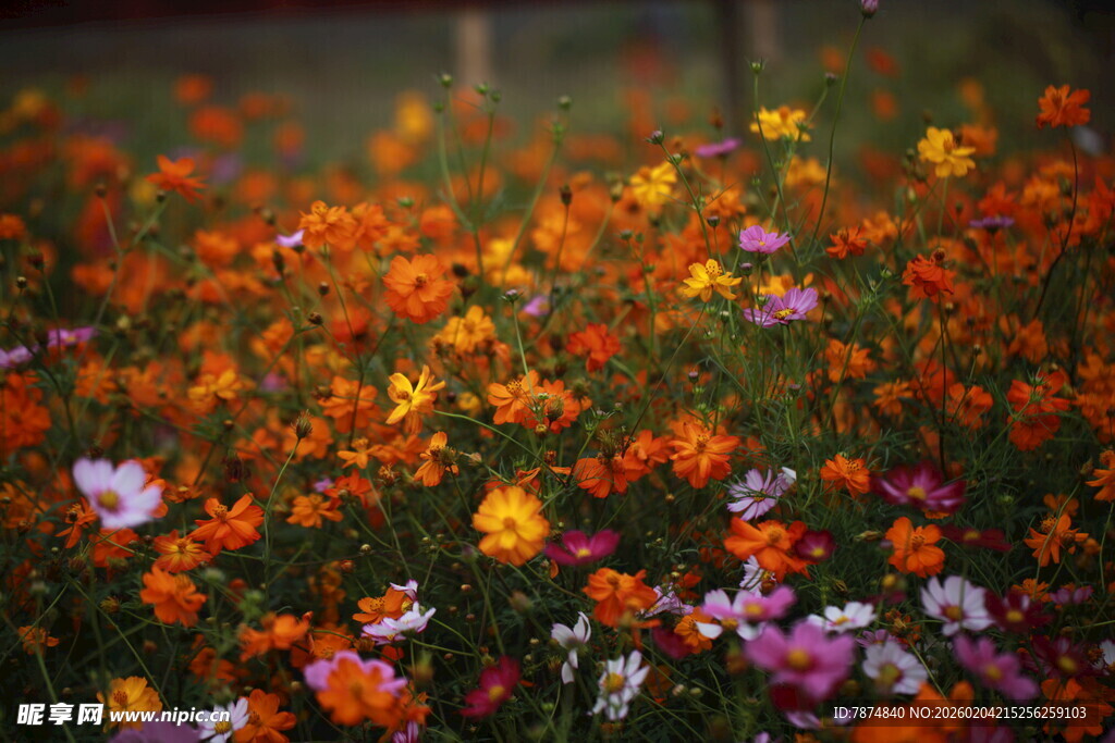 多彩花卉绽放美丽瞬间