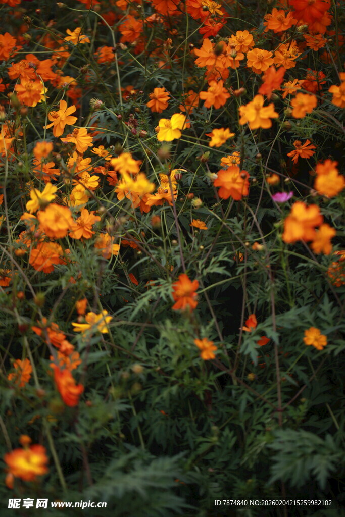 绚烂花海绽放迷人色彩
