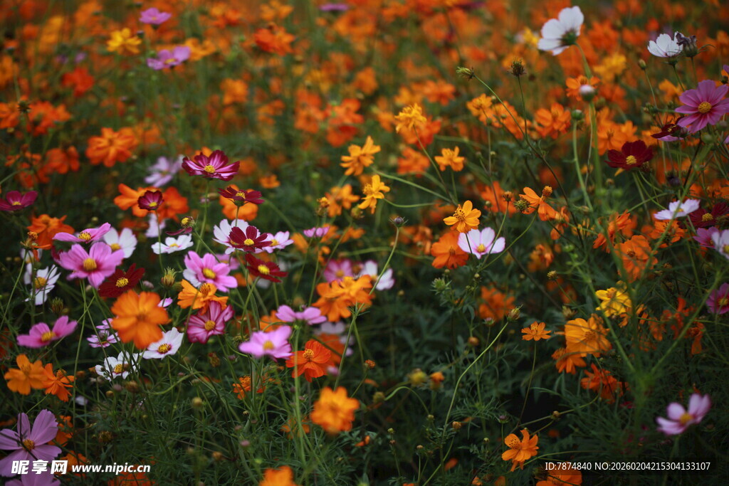 多彩格桑花绽放的花田