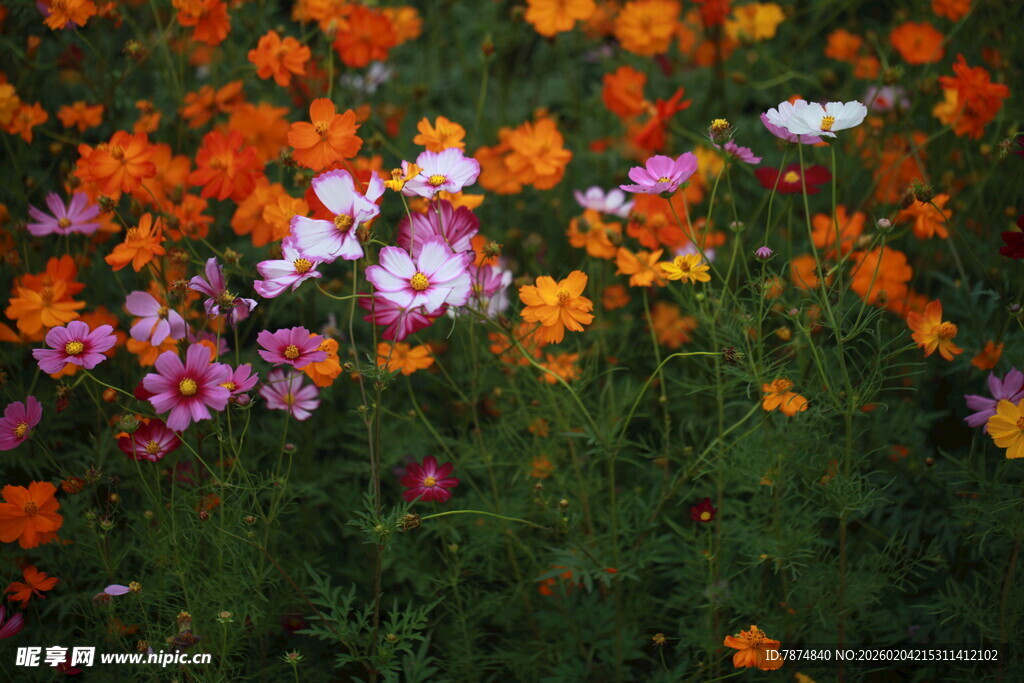 多彩野花绽放于绿丛中