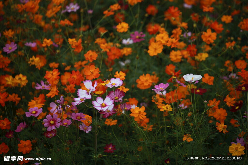 多彩花卉绽放于绿地