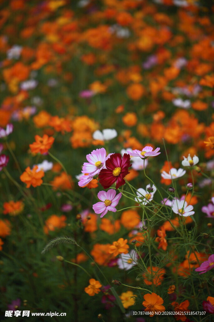 多彩野花绽放的美丽景致