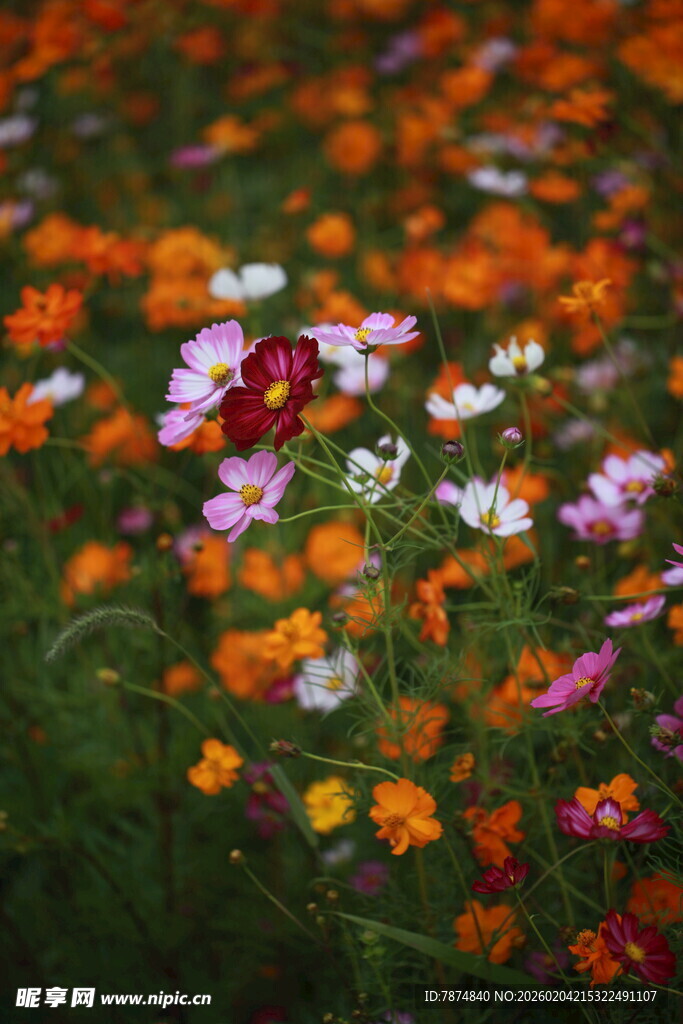 多彩花卉绽放的美丽景致