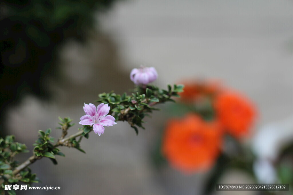 枝头绽放的粉嫩小花