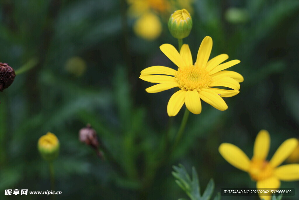 绽放的黄色小花
