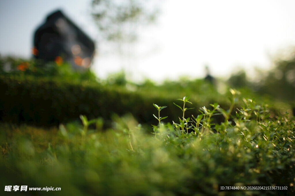 绿意盎然中的小屋