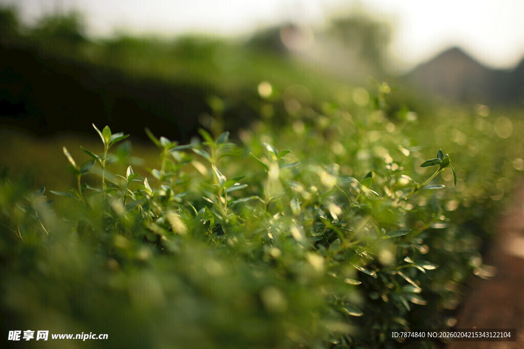 翠绿植物 清新自然景致