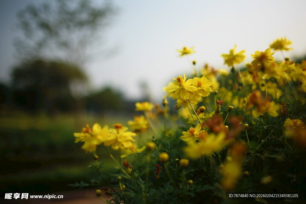 金黄小花绽放于户外