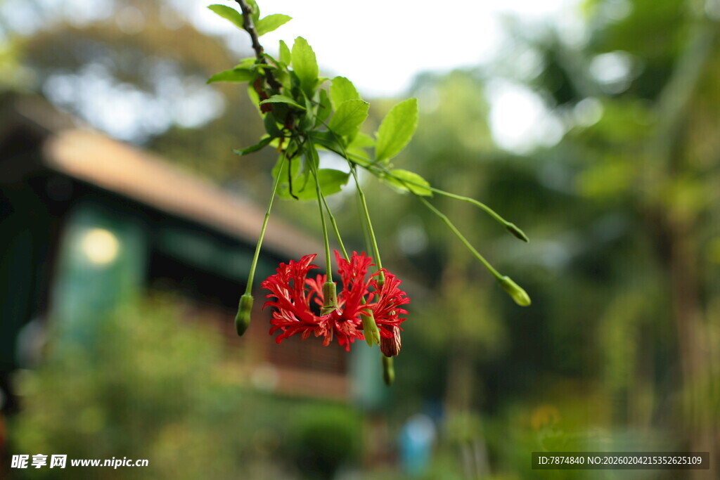 垂挂的艳红吊钟花