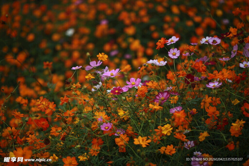 多彩格桑花绽放美景