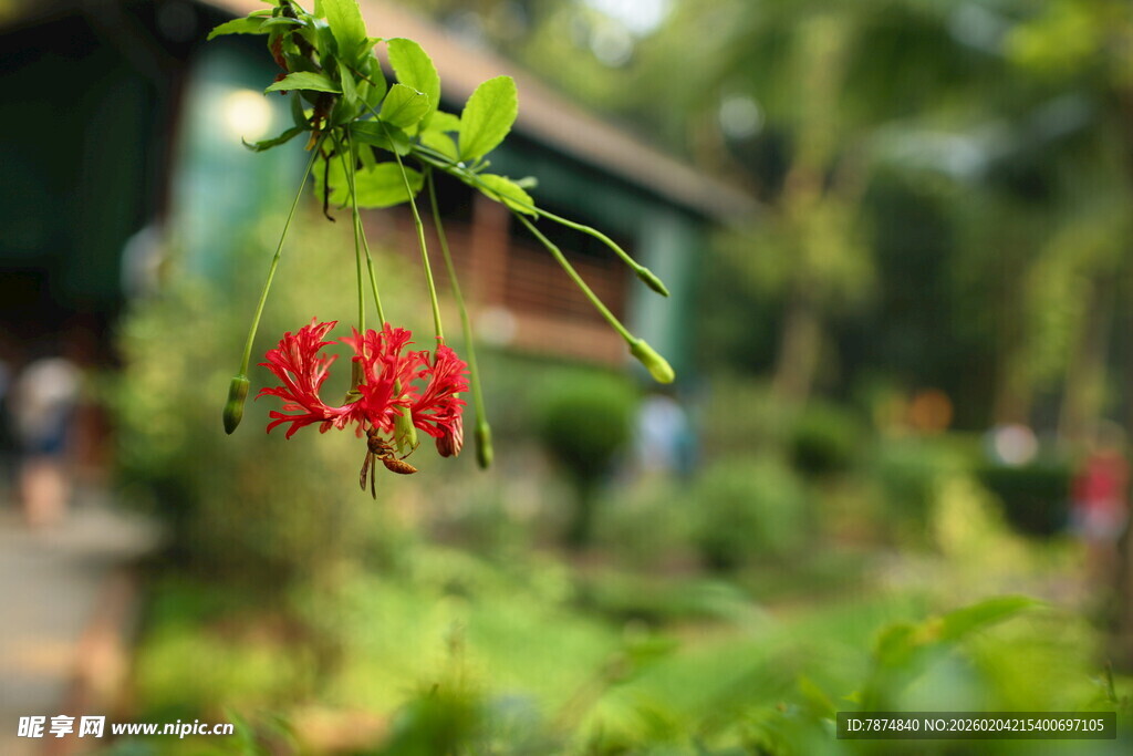 绿叶间的红色福字挂件