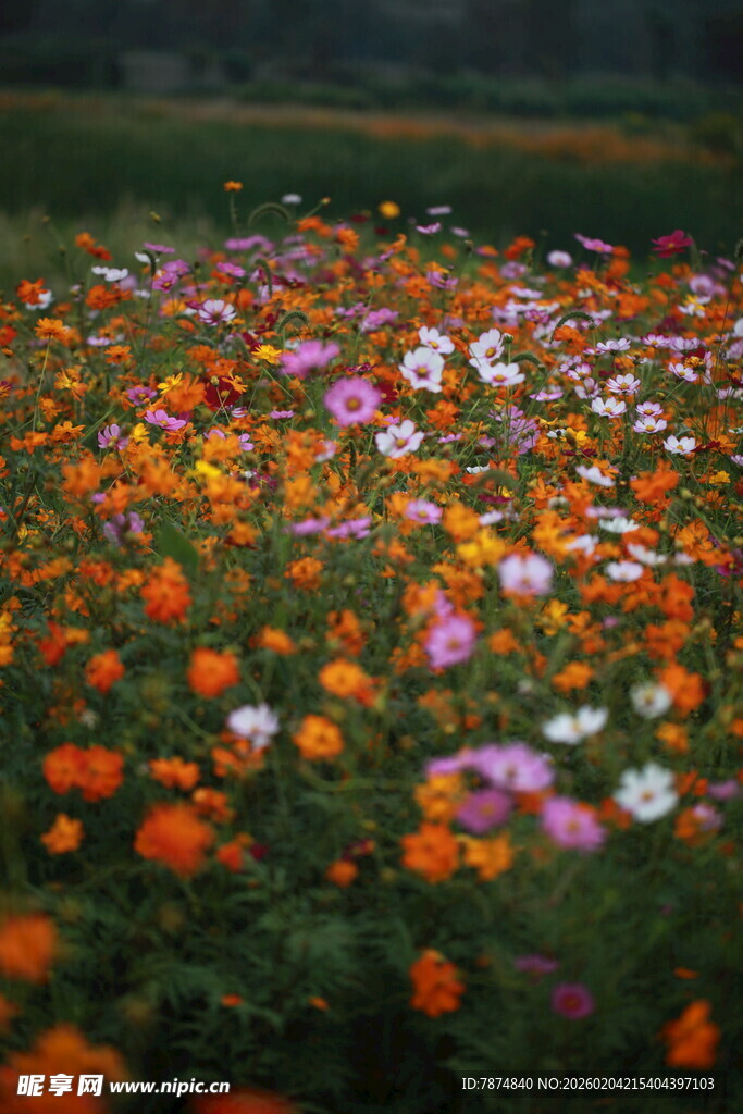 多彩花海绽放迷人风光