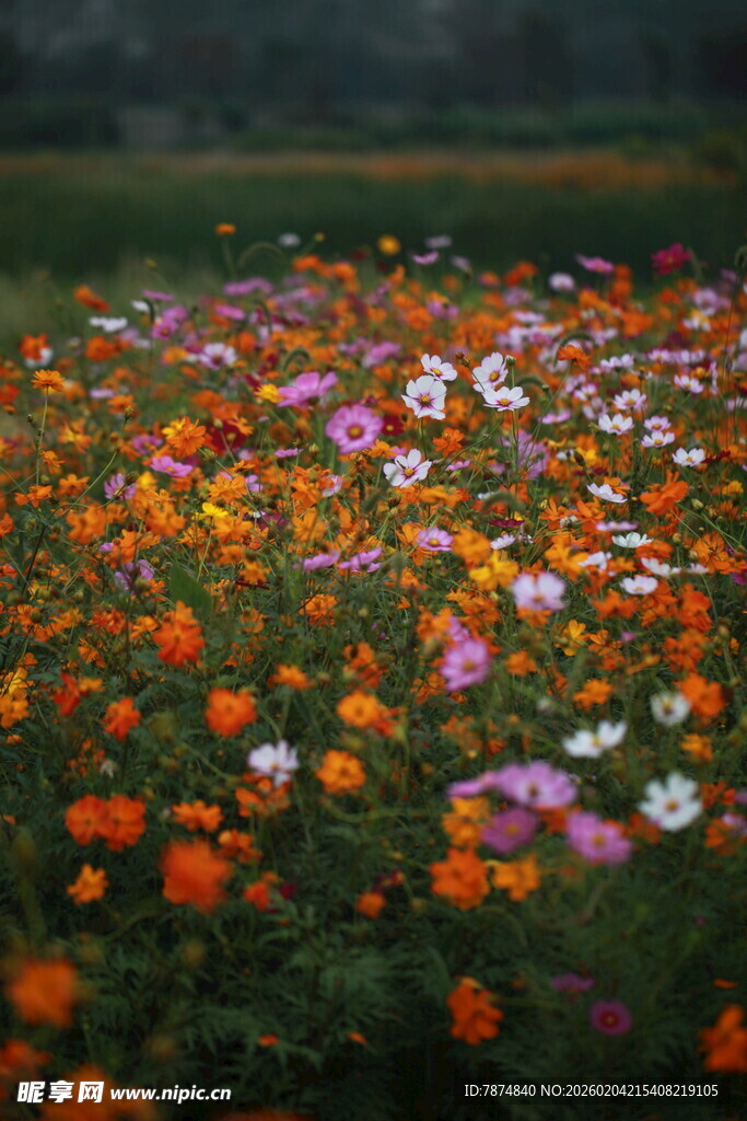 多彩花海绽放迷人风光