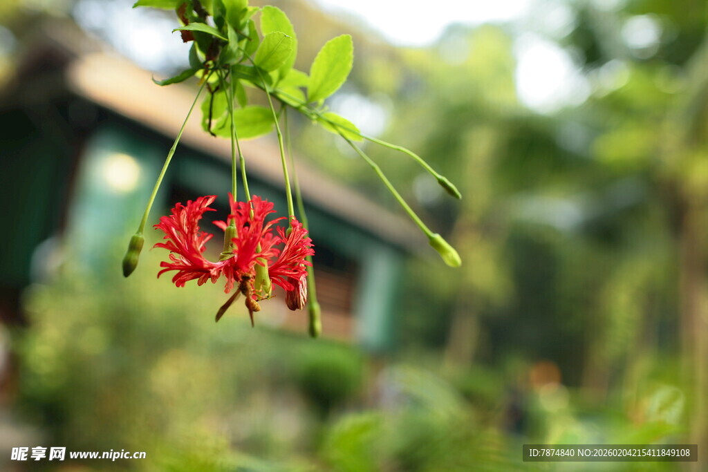 娇艳红花垂于翠绿枝间