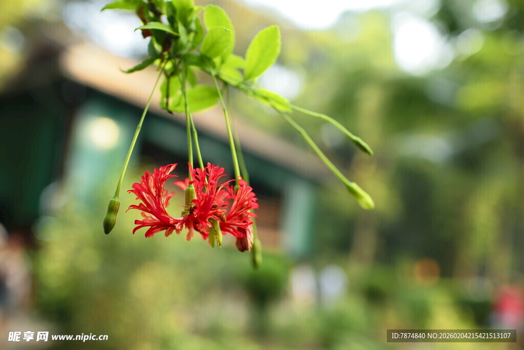 枝头绽放的艳丽红色花朵