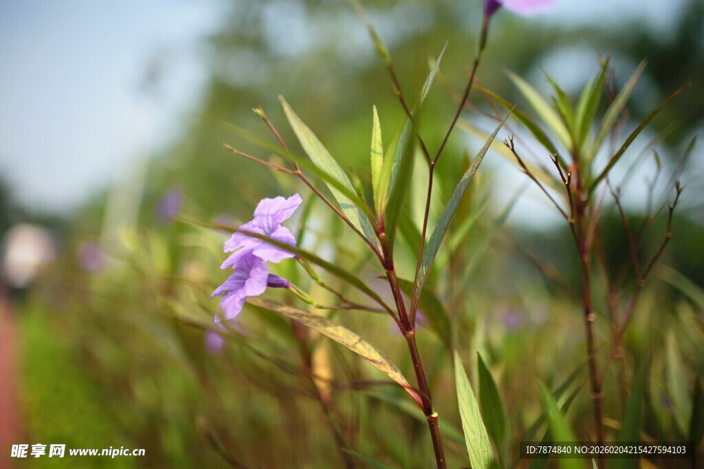 田野中的紫色小花