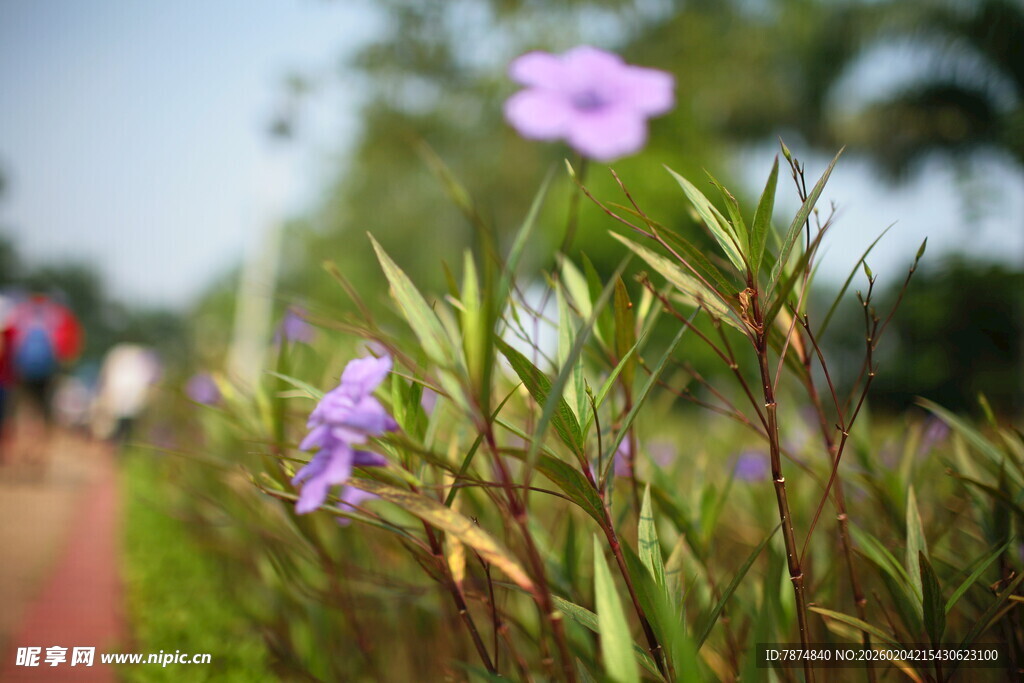 路边绽放的紫色小花